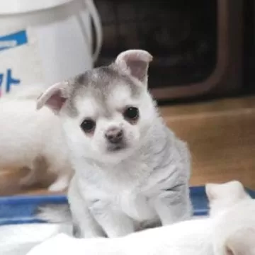 hummel - チワワんこ hummel - チワワんこ様専用の通販 by にこ's｜ヒュンメルならラクマ
