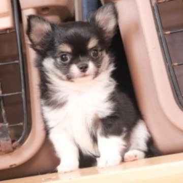 チワワ(ロング)【千葉県・男の子・2025年9月28日・ブラックタン&ホワイト】の写真「甘えん坊の僕です」