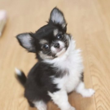 チワワ(ロング)【千葉県・男の子・2025年9月28日・ブラックタン&ホワイト】の写真「ショートボディの甘えん坊」