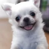 チワワ(ロング)