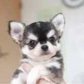チワワ(ロング)