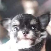 チワワ(ロング)