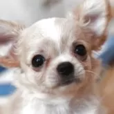 チワワ(ロング)