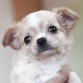 チワワ(ロング)