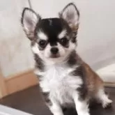 チワワ(ロング)