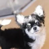 チワワ(ロング)