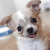チワワ(ロング)