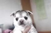 チワワ(スムース)