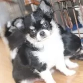 チワワ(ロング)