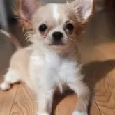 チワワ(ロング)