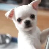 チワワ(スムース)