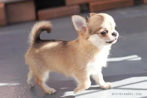 ID:2111-03148の子犬