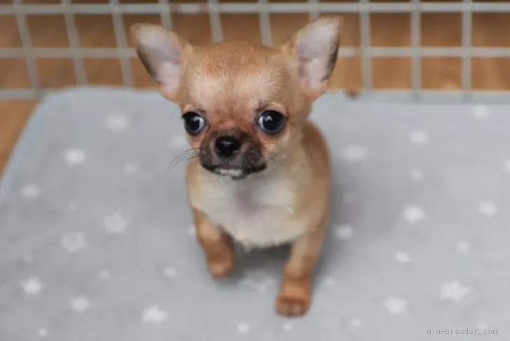 S.K 様のお迎えした子犬