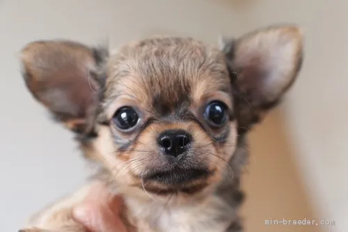 ID:2009-00936の子犬