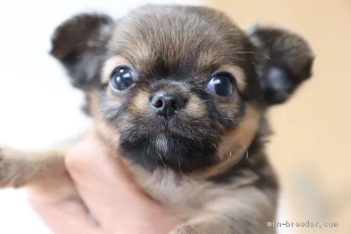 ID:1910-00593の子犬