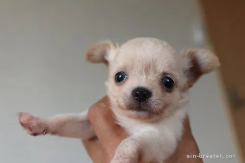 ID：1909-02739の子犬