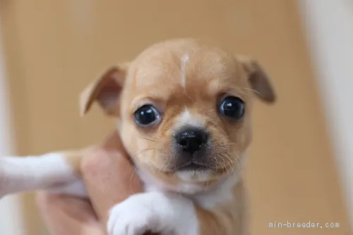 ID:1910-01892の子犬
