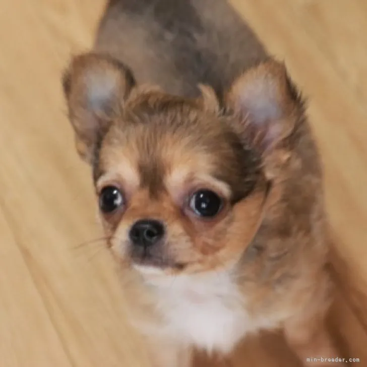 ID:2212-01606の子犬