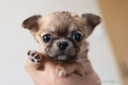 ID：2101-01820の子犬