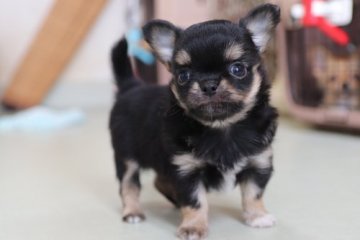 チワワ(ロング)【千葉県・男の子・2019年4月28日・ブラック・タン&ホワイト】の写真「まん丸お顔の甘えん坊君」