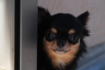 チワワ(ロング)【千葉県・男の子・2019年4月28日・ブラックタン&ホワイト】の写真「優しいお顔のビビり君(>_<)」