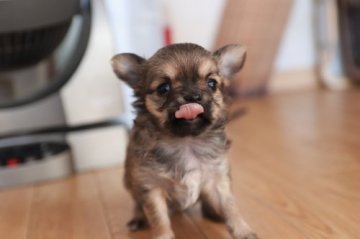 チワワ(ロング)【千葉県・女の子・2020年12月17日・レッド&ホワイト】の写真「噛み合わせがオーバーです・・😢」