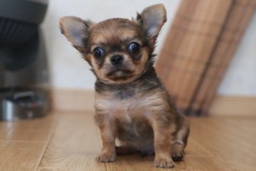 チワワ(ロング)【千葉県・男の子・2021年4月30日・フォーン(レッド系)】の写真「お目目クリクリのイケメン君」