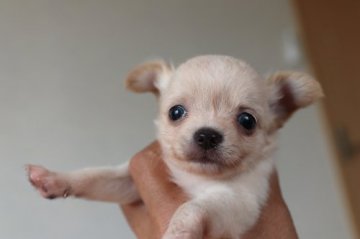 チワワ(ロング)【千葉県・男の子・2019年8月16日・クリーム】の写真「ちょっぴりたれ目の男の子」