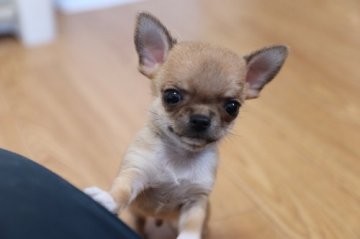 チワワ(スムース)【千葉県・男の子・2020年5月10日・フォーン&ホワイト】の写真「チビチビのスムース君」