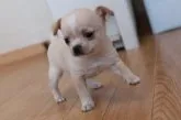 チワワ(スムース)【千葉県・男の子・2020年3月21日・フォーン&ホワイト】の写真2