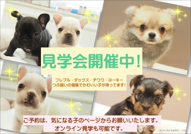 見学はご予約となります。｜杉山　岳史(すぎやま　たけし)ブリーダー(愛知県・フレンチブルドッグなど・JKC登録)の紹介写真1