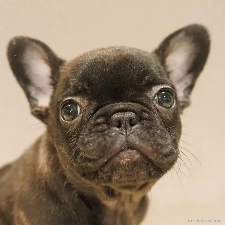 ID:2504-06575の子犬