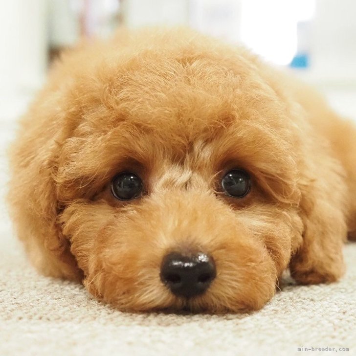 ブリーダー画像