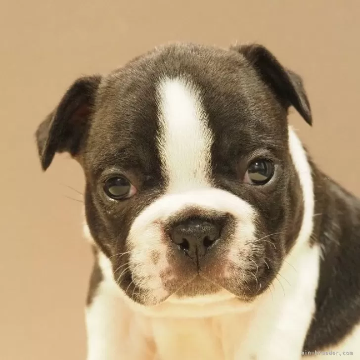 ID：2412-03551の子犬