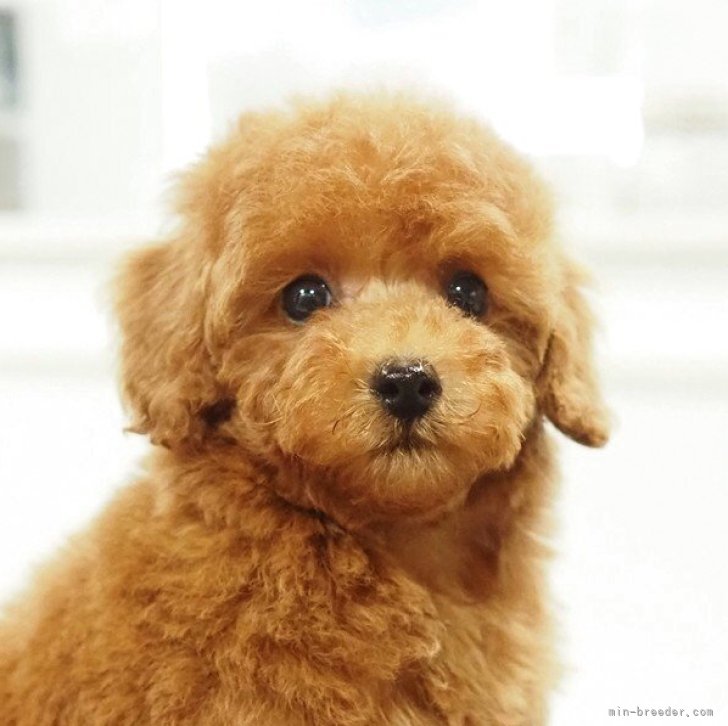 ブリーダー画像