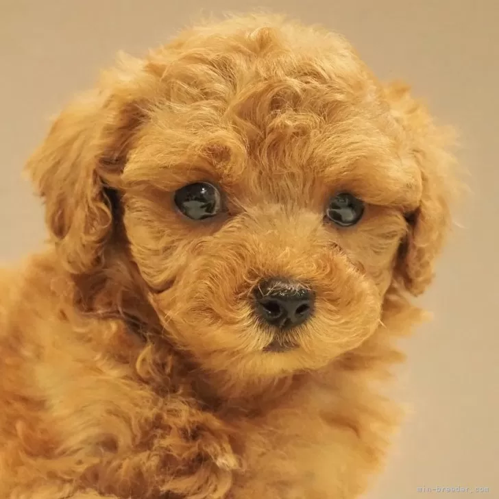 E.Y 様のお迎えした子犬