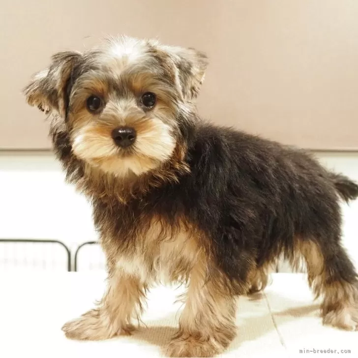 ID：2508-08014の子犬