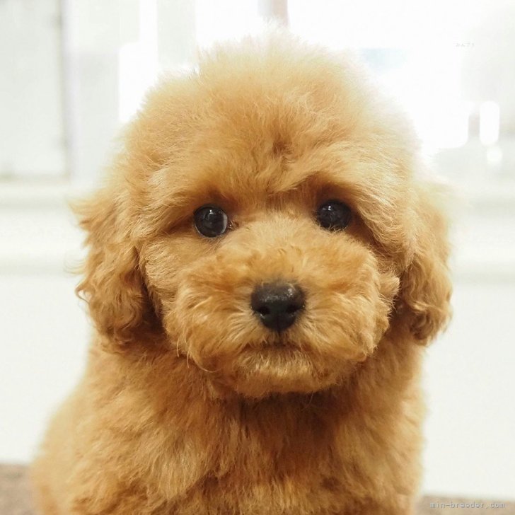 ブリーダー画像