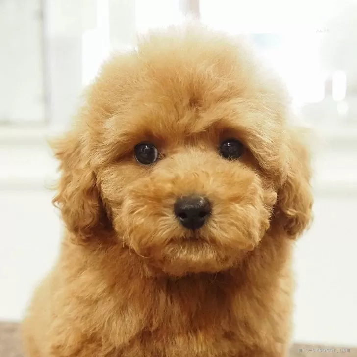 トイプードル(トイ)【愛知県・男の子・2025年9月30日・レッド】の写真1