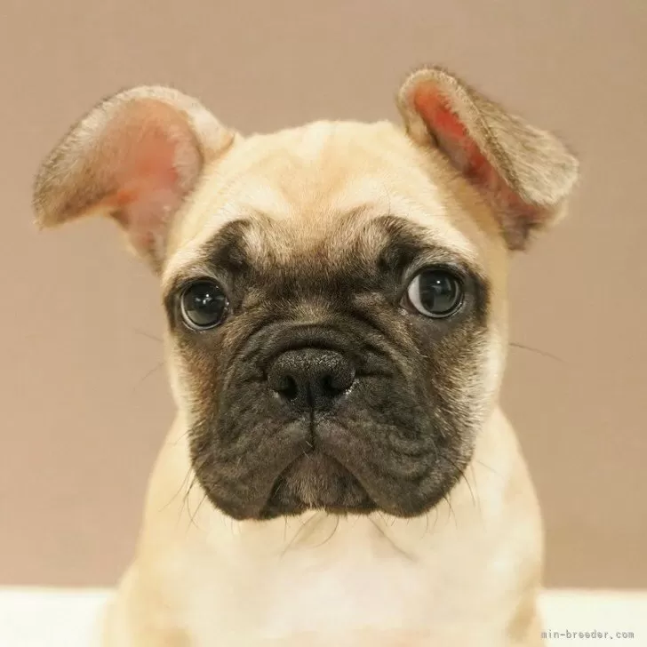 ID:2504-02668の子犬