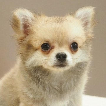 チワワ(ロング)【愛知県・男の子・2025年6月18日・レッド(フォーン)】の写真「兄弟で一番フレンドリー！チワワ男の子☆彡」