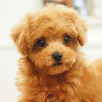 トイプードル(ティーカップ)【愛知県・男の子・2025年9月16日・レッド】の写真「ティカップ成犬予想1.5～1.8㎏!ドワーフタイプ」