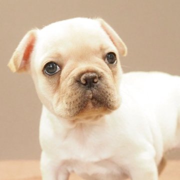フレンチブルドッグ【愛知県・女の子・2025年4月13日・クリーム】の写真「優良犬!骨格しっかりクリーム女の子!」
