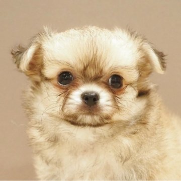 チワワ(ロング)【愛知県・男の子・2025年6月18日・レッド】の写真「レッド(フォーン)！チワワ男の子☆彡」