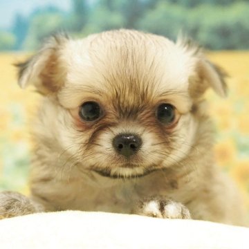 チワワ(ロング)【愛知県・男の子・2025年6月18日・レッド】の写真「レッド(フォーン)！チワワ男の子☆彡」