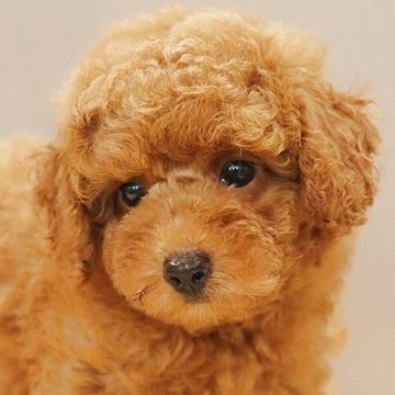 トイプードル(トイ)【愛知県・男の子・2025年5月20日・レッド】の写真「健康で性格よいトイプードル!両親に会えます!」