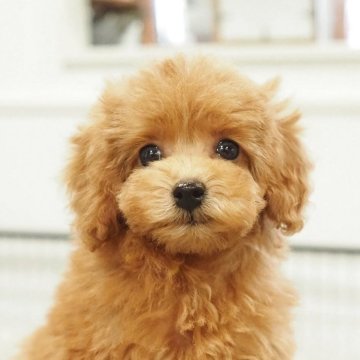 トイプードル(タイニー)【愛知県・女の子・2025年9月7日・レッド】の写真「920gタイニーサイズ!女の子」