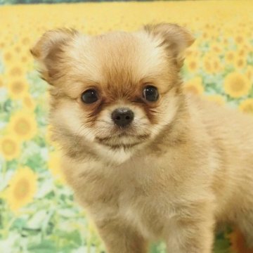チワワ(ロング)【愛知県・男の子・2025年6月18日・レッド】の写真「小振り健康欠点なし！チワワ男の子☆彡」
