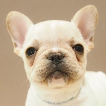 楽天市場】【送料無料】フレンチブルドッグ 黒 ドッグ 犬 レジン