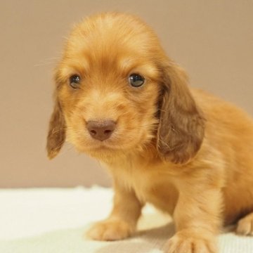 ミニチュアダックスフンド(ロング)【愛知県・男の子・2025年5月19日・レッド】の写真「カニンヘン(父犬)小振りで甘えん坊なダックス」